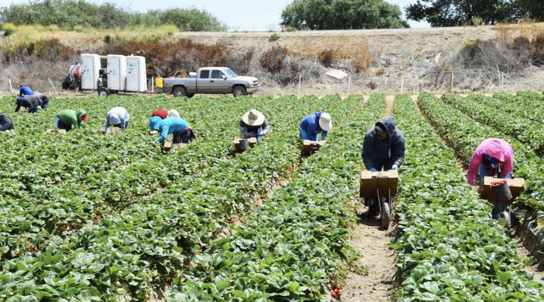 CALIFORNIA FARM TO SCHOOL PROGRAM: 
FROM STRUCTURAL ADJUSTMENTS TO STUDENT LUNCHES